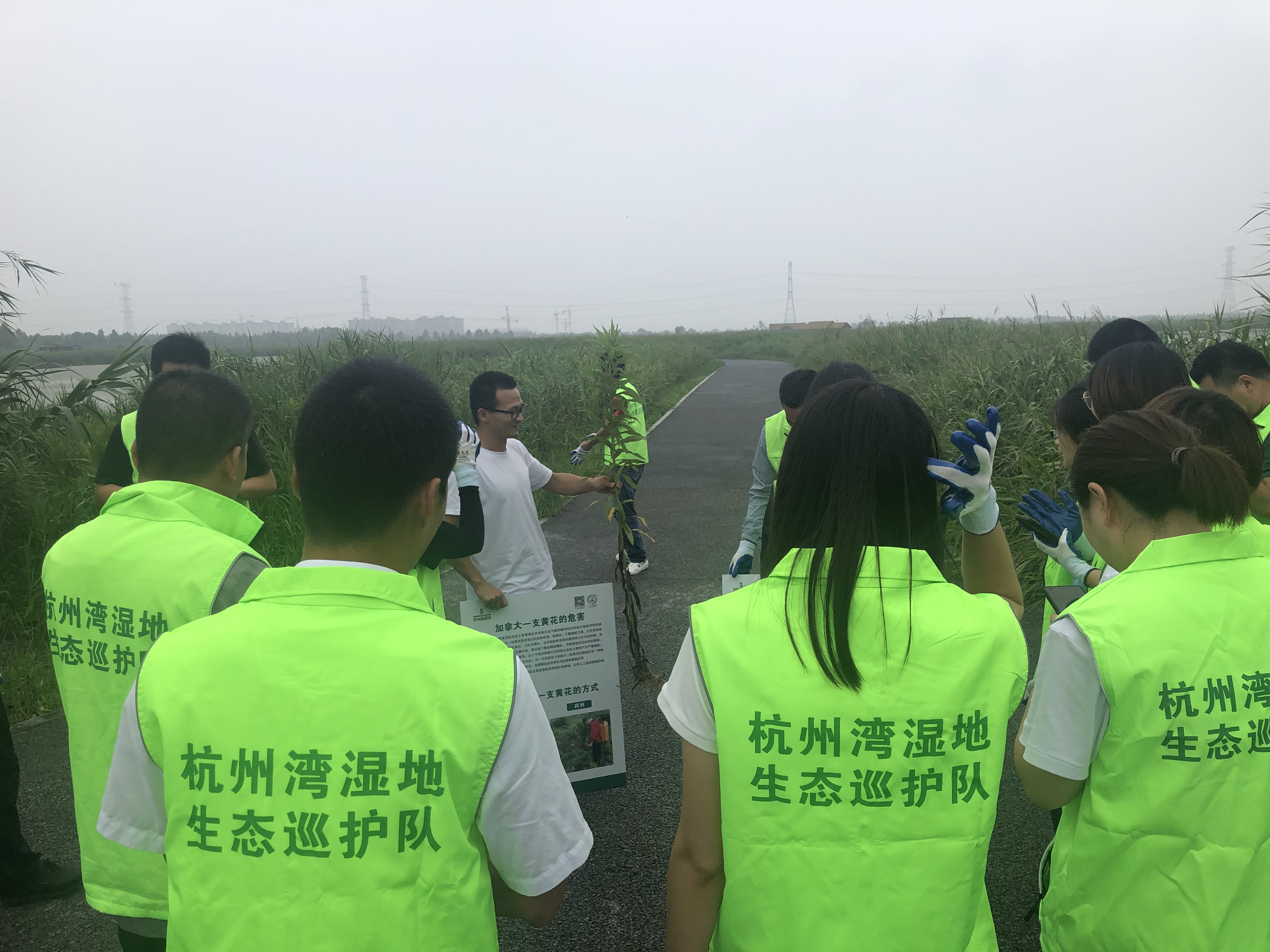 生态巡护，消灭一枝黄花.jpg