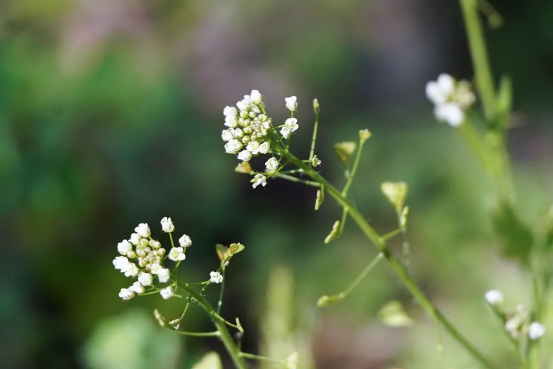 立春研学｜一起打春牛，拾野菜，咬下2024年的第一口春天