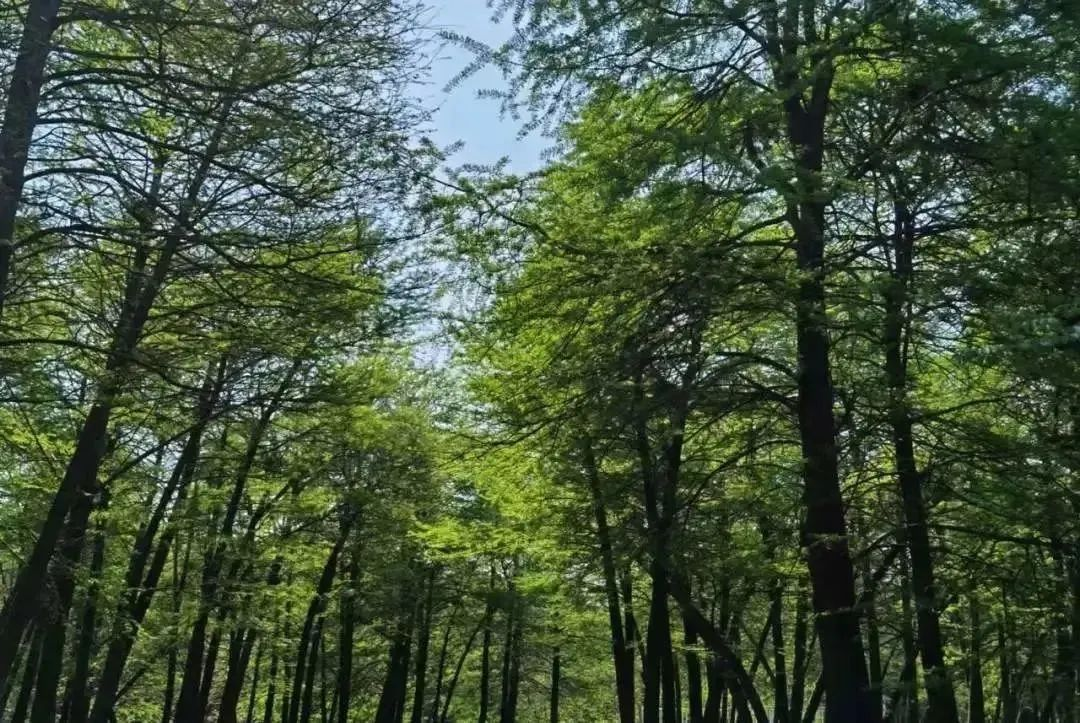 植树节主题研学｜春回大地，“植”此青绿