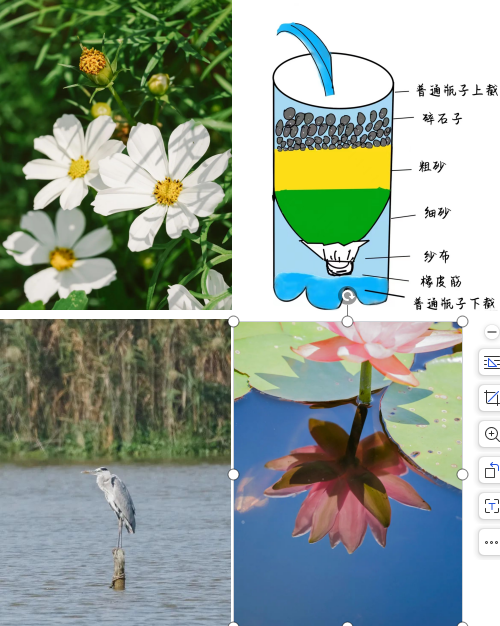 自然研学｜花开半夏+水与湿地+寻声探鸟
